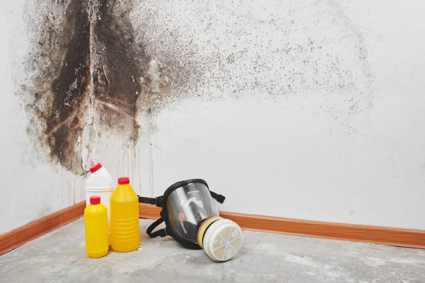 Best Mold Removal Process  in Concord, MI