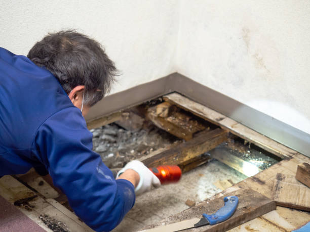 Best Mold Damage Repair  in Concord, MI