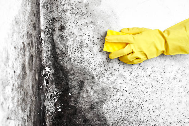 Best Residential Mold Removal  in Concord, MI