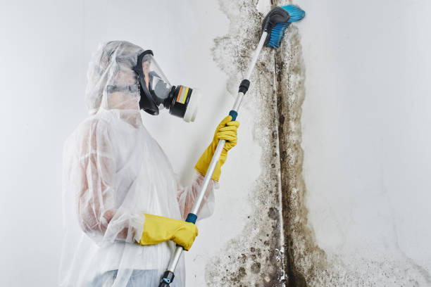 Best Mold Damage Repair  in Concord, MI