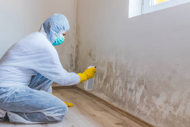 Professional Mold Removal in Concord, MI