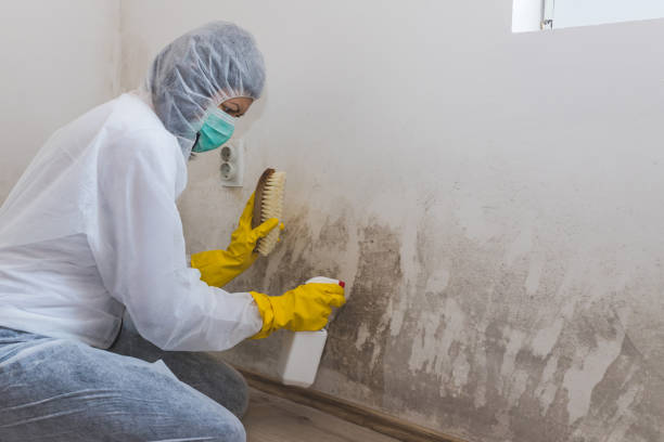 Best Mold Damage Repair  in Concord, MI