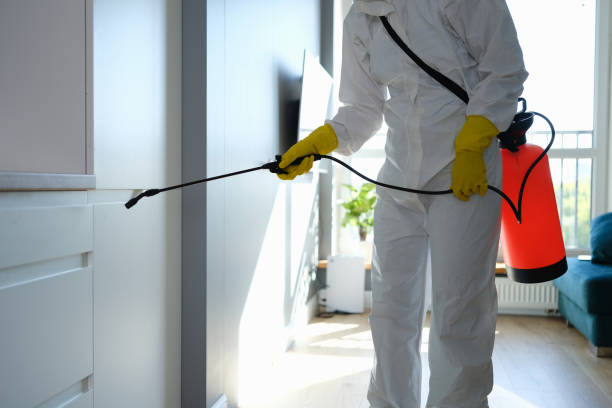 Best Best Mold Removal Companies  in Concord, MI