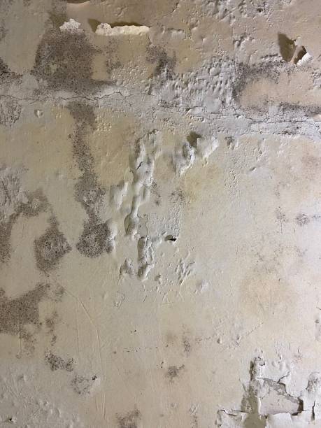 Reliable Concord, MI Mold Removal Solutions