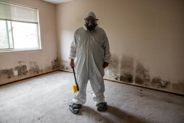 Best Mold Remediation  in Concord, MI