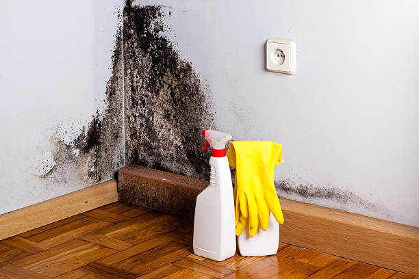 Mold Removal Process in Concord, MI