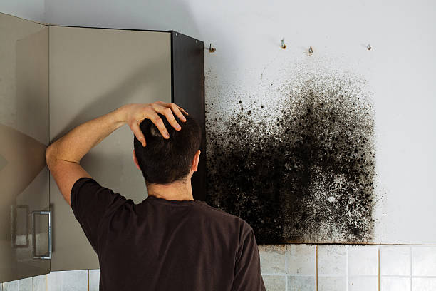 Best Local Mold Removal Service  in Concord, MI